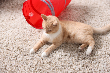 Fototapeta premium Cute cat resting on carpet and toy tunnel at home, above view