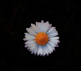 Close-up of a delicate white daisy with a vibrant orange center against a stark black background. © Galan