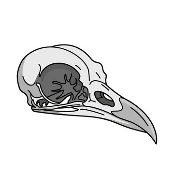 A detailed illustration of a bird skull, showing the structure and shape of the bones