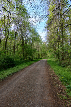 Altenburg / Germany: Forest and woodland path in the Altenburg city forest on a sunny day in April