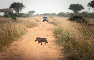 Warthog Crossing Safari Road in African Savannah © Benxytokyo