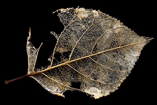 Skeleton leaf showing intricate vein structure isolated on black background in macro shot for scientific and artistic marketing