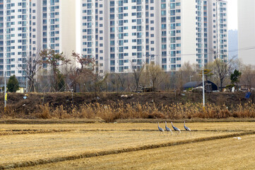 Naklejka premium 재두루미,천연기념물203호,한국