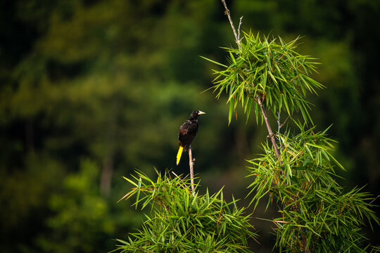 Crested Oropendola Perched on Bamboo Among Lush Tropical Vegetation in Brazil