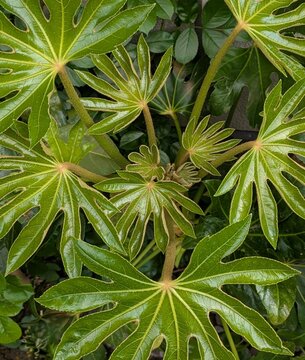 Close-up of vibrant green Fatsia japonica (Japanese Aralia) leaves in a garden.