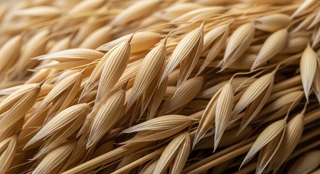 Golden wheat ears close-up texture.