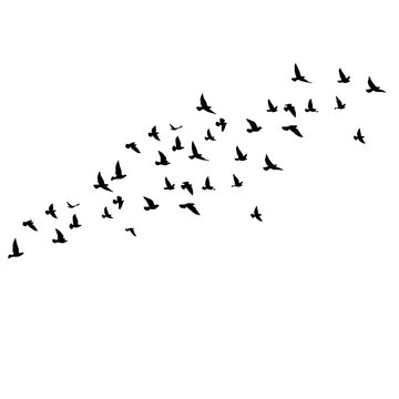 flock of birds migration