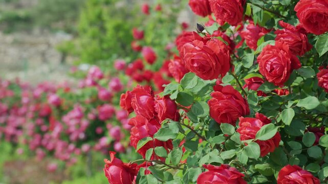 Vibrant red roses in a garden