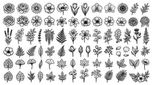 Nature and botanical elements collection with various flowers, leaves, and plants in a detailed hand-drawn line art style, perfect for organic branding or decorative design projects