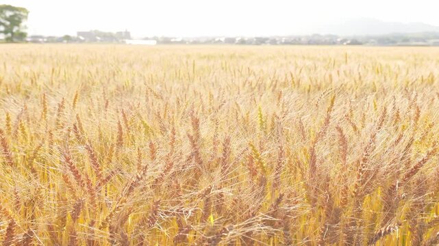 強い日差しに輝く収穫期の麦畑と揺れる麦の穂（福岡県小郡市）