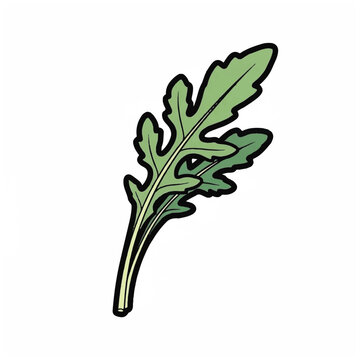 Detailed illustration of a leafy green.