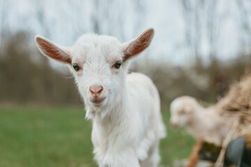 Fototapeta premium Young white baby goat stands on green grass outdoors with blurred background, showing curious expression and soft fur in natural lifestyle setting.