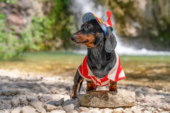 Dachshund in red striped shirt and blue cap with propeller sitting on rock with waterfall in background, concept of serene nature adventure, hiking