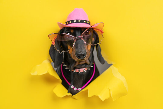 A dachshund wearing a pink cowboy hat, sunglasses and a chain around his neck peers out from under torn yellow paper, a glamorous Western.