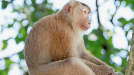 Fototapeta premium Southern Pig-Tailed Macaque Resting on a Tree Branch in Phuket Forest