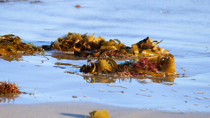 Golden kelp and red seaweed in shallow ocean water on a beach © blueringmedia