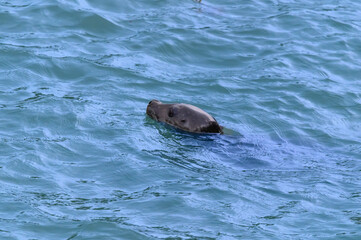 A Harbor Seal Close Up in the Skagway River, in Skagway, Alaska. © James W. Thompson