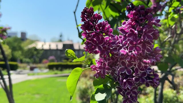 札幌大通公園のライラックと札幌市資料館
