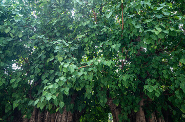 Fototapeta premium Group of Bodhi tree leaf. It is an important pilgrimage site for Buddhists and they believed Buddha's enlightenment underneath the Bodhi Tree.