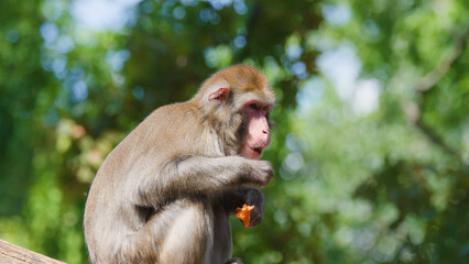 Fototapeta premium Rhesus Macaque Sitting on a Log Eating Fruit in Sunlit Forest
