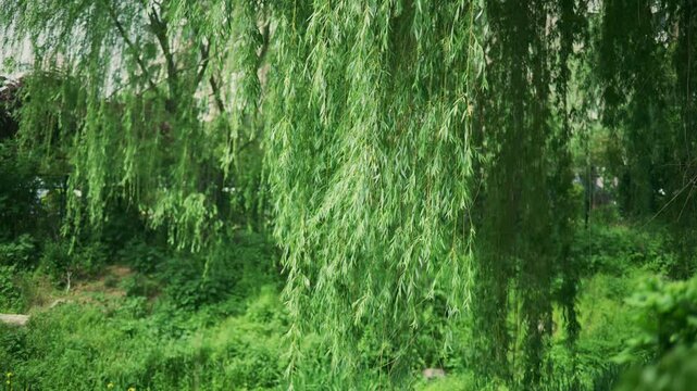 Lush willow trees in a verdant natural setting