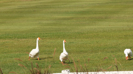 Obraz premium Three White Domestic Geese Walking and Foraging on a Green Grassy Field