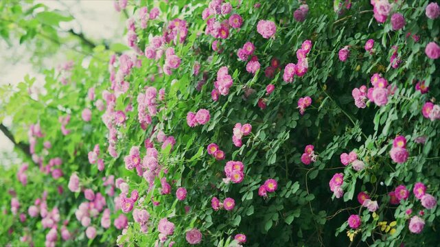 Lush pink - flowering plants in a natural setting