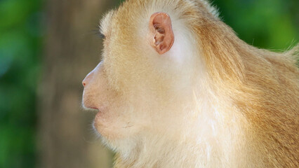 Fototapeta premium Close-up Profile of a Southern Pig-Tailed Macaque in a Phuket Forest