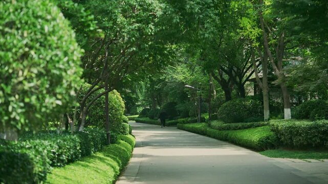 Tree - lined pathway in a green area