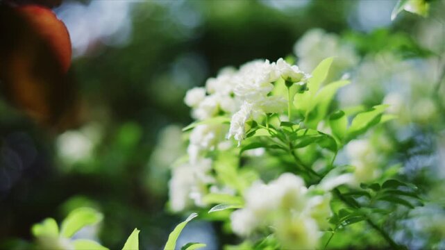 Close - up of white flowers with green leaves