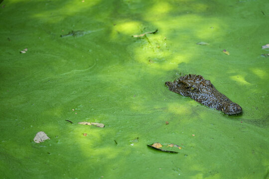 Crocodile living in small algae filled pond covered in green moss and water plants