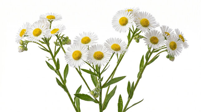 개망초(fleabane)