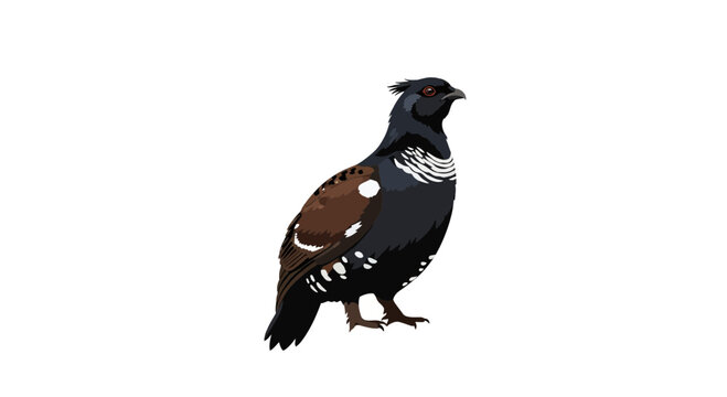 Male spruce grouse forest bird isolated on white background