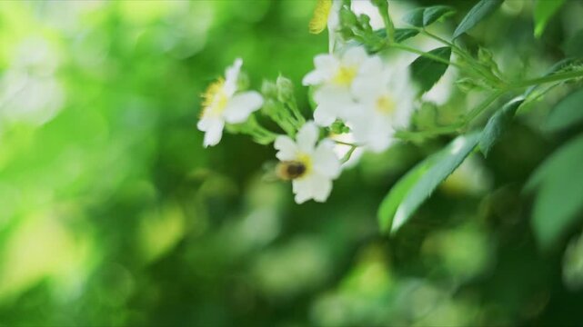 Close - up of white flowers with a bee on a plant