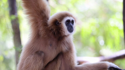 Fototapeta premium White-handed Gibbon Observing Its Surroundings in a Tropical Forest Environment
