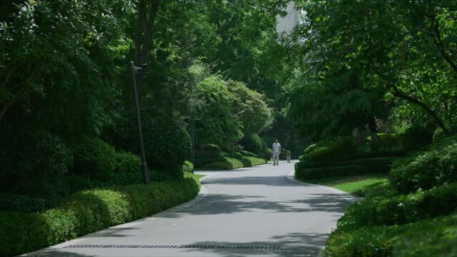 Peaceful tree - lined pathway in a verdant setting