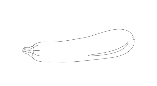 Zucchini Outline Drawing - Fresh Vegetable Illustration