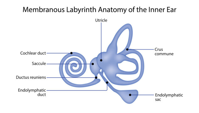 Membranous Labyrinth Anatomy of the Inner Ear
membranous labyrinth showing the utricle, saccule, cochlear duct, endolymphatic duct, and semicircular canal connections.