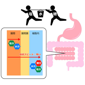 小腸の水の吸収