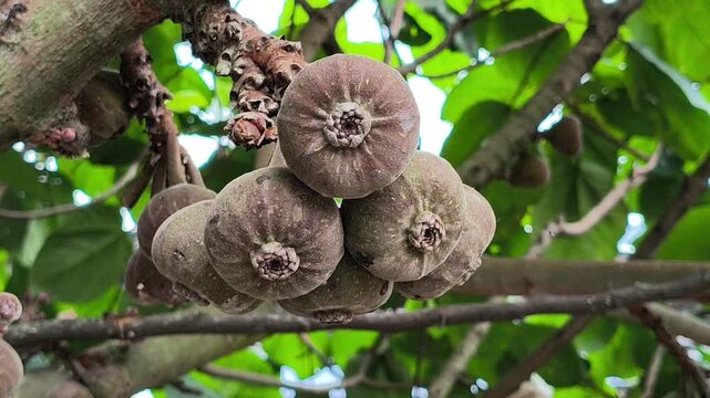 Clusters of Ficus auriculata fruits growing directly on the tree trunk, showcasing the unique cauliflorous habit and rich textures of this tropical fig species.