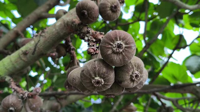 Clusters of Ficus auriculata fruits growing directly on the tree trunk, showcasing the unique cauliflorous habit and rich textures of this tropical fig species.