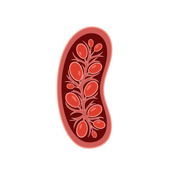 Cross section of an ovary with developing follicles and ovules
