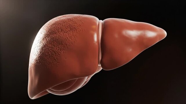 Cinematic 3D medical animation realistic human liver slowly rotating in center frame detailed anatomical textures natural reddish brown coloration subtle surface reflections soft studio lighting dark 