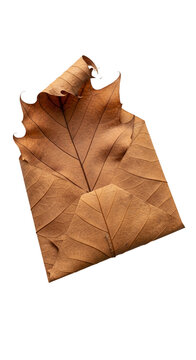 Brown Maple Leaf Isolated Autumn Season Transparent Background Isolated