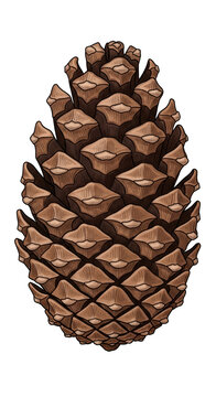Brown Pinecone Isolated Realistic Illustration For Autumn Season