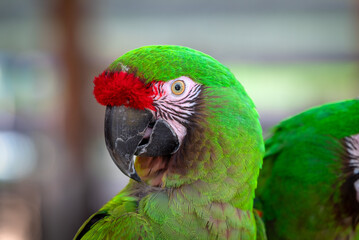 Naklejka premium Close-Up Portrait of a Green Harlequin Macaw Parrot