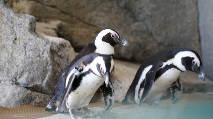penguin at the zoo © JJTaves
