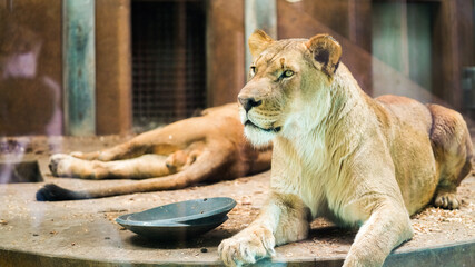 lion in zoo © JJTaves
