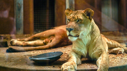 lion in zoo © JJTaves