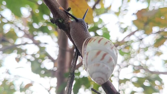Macro photo of Camaenidae Land Snails, tree snails, albino snails (Amphidromus perversus) on a branch with a blurred background. The mucus is also often used to treat skin.